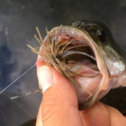 ８月２６日の榛名湖バス釣り！