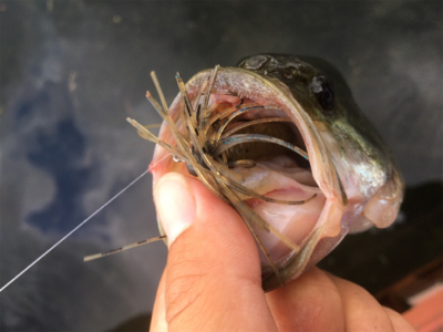 ８月２６日の榛名湖バス釣り！