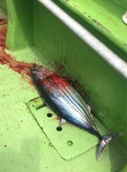 小網代からカツオ・キハダ船