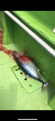 小網代からカツオ・キハダ船