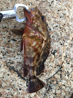 根魚は根魚でも！？