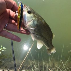 お昼に釣れました。