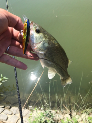 お昼に釣れました。