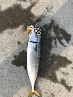 自作ロッド、Bバイブでサバ