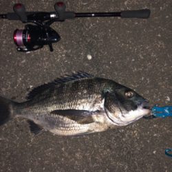 シーバス釣りが！