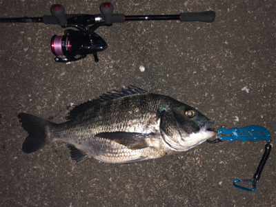 シーバス釣りが！