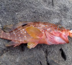 ロックフィッシュ