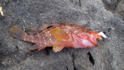 ロックフィッシュ