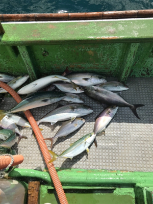 孝洋丸で落とし込み