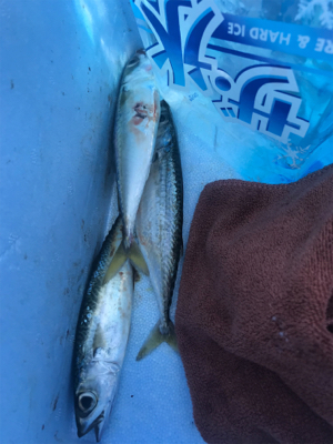 ショアジギのつもりが...