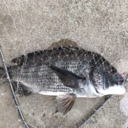 トップオンリー