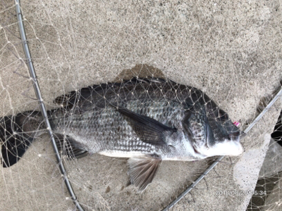 トップオンリー