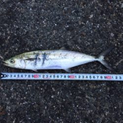 タチ狙いからのサバ祭り