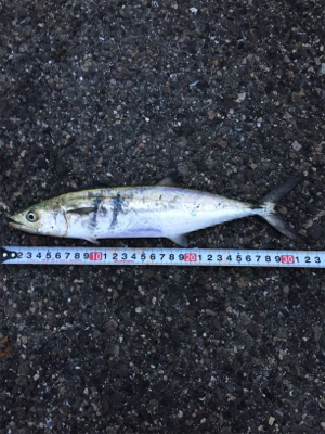 タチ狙いからのサバ祭り