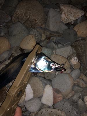 アジングのはずが、、、