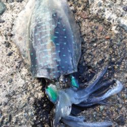 ちゃいちー新子イカ