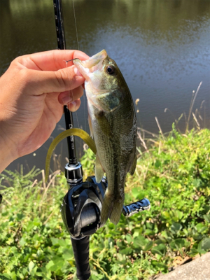 淡路島でバス釣り！！