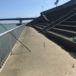 須賀港でハゼ釣り