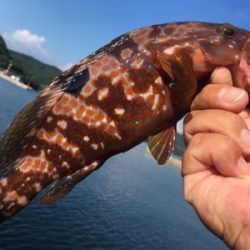 キジハタやぁ♪