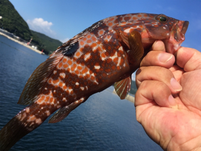 キジハタやぁ♪