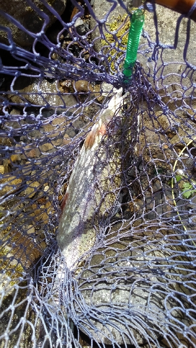 魚の里すぎしま