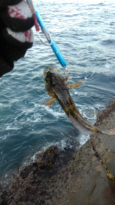 ライトショアジギングになってもた(泣)