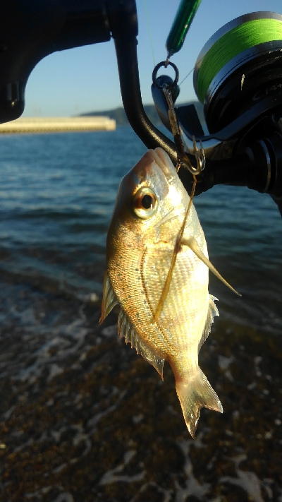 ライトショアジギング