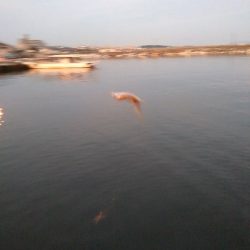 あじがいなくなった