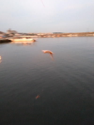 あじがいなくなった