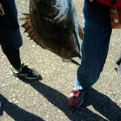 ヘチ釣りデビュー