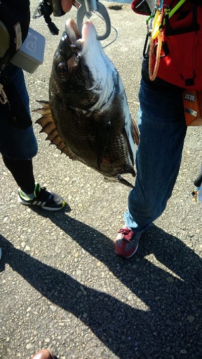 ヘチ釣りデビュー