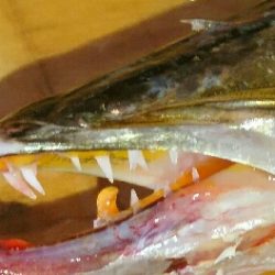 オフショアで、40オーバーのヤマトカマス