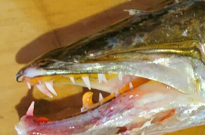 オフショアで、40オーバーのヤマトカマス