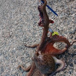 釣行時間45分(笑)