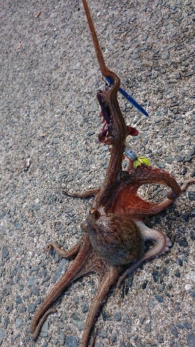 釣行時間45分(笑)