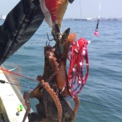 美味しい明石ダコ！