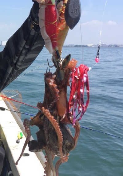 美味しい明石ダコ！