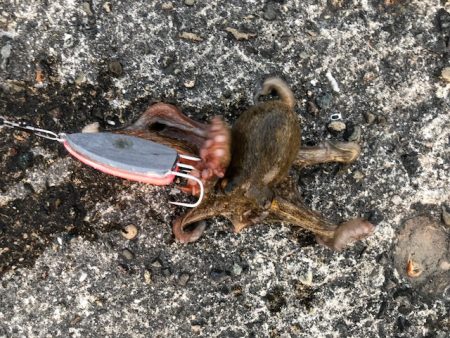 播磨オクトパッシング3