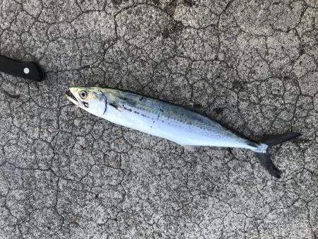 サゴシ ペンペン