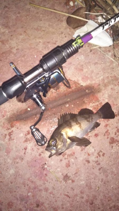 まだまだメバリング!?