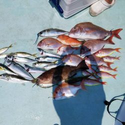 灼熱の県南タイラバ&ライトジギング