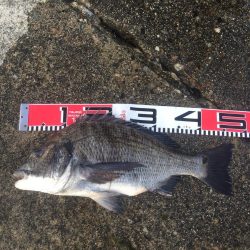 良型チヌゲット！！