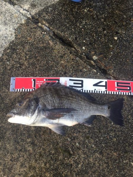 良型チヌゲット！！