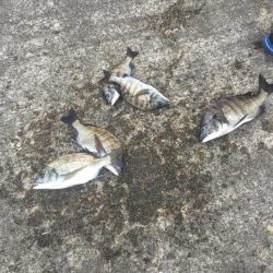 クロダイ絶好調！