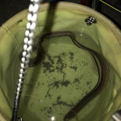 都志港初、アナゴとヒラメ