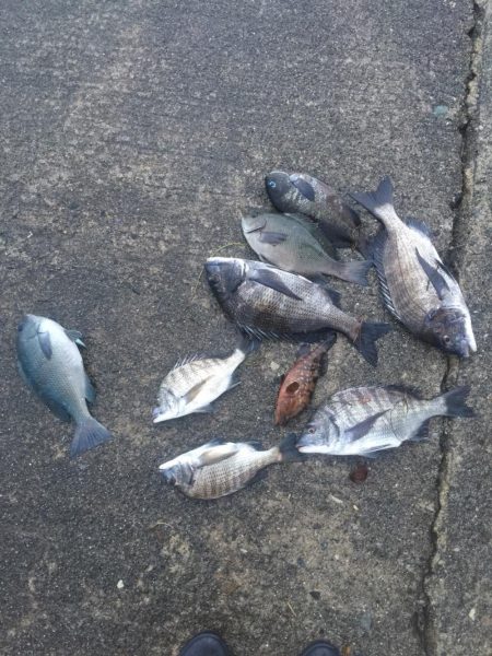 良形クロダイ好調！！