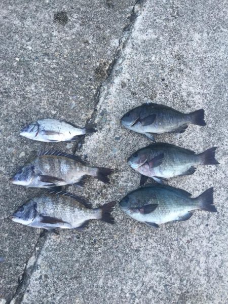 30ｃｍクラス　チヌもグレも好調！！