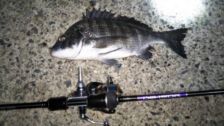 ついに芦屋にアジ!?