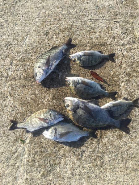 小型ながら黒鯛好調！35ｃｍ