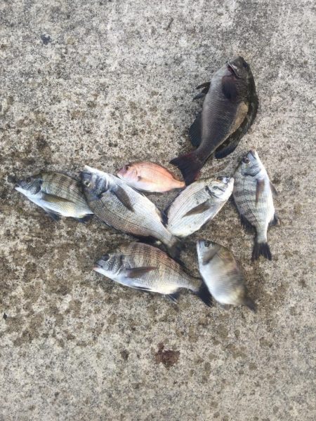 黒鯛　チャリコ　タコもゲット！！